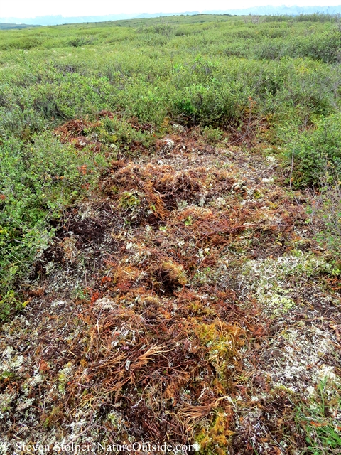 disturbed tundra kill site