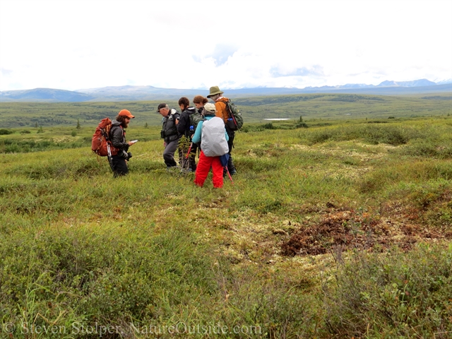 disturbed tundra kill site