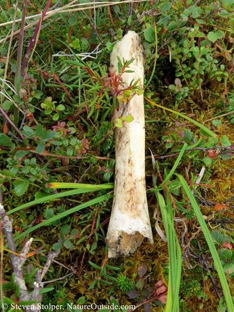 moose leg bone