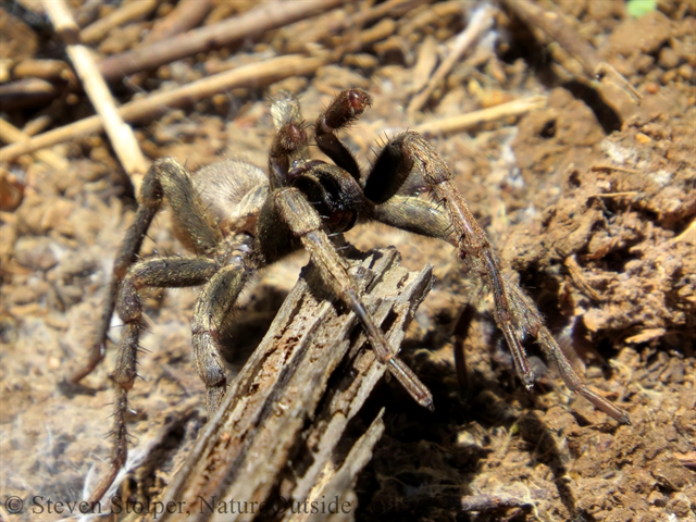 Calisoga spider