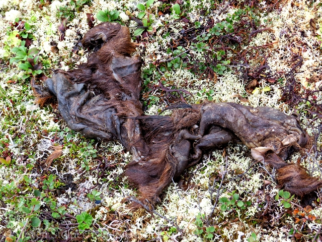 Skin from moose calf