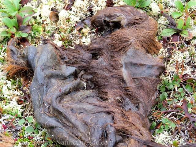 The remains of a moose calf