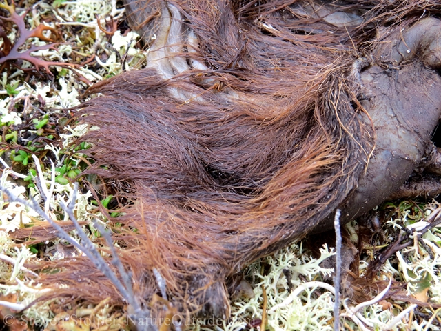 moose calf remains