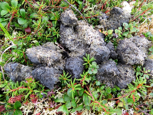 Grizzly Bear scat