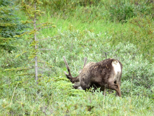 caribou