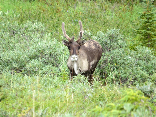 caribou