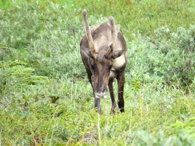 caribou