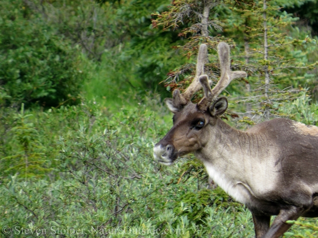 Caribou on the move