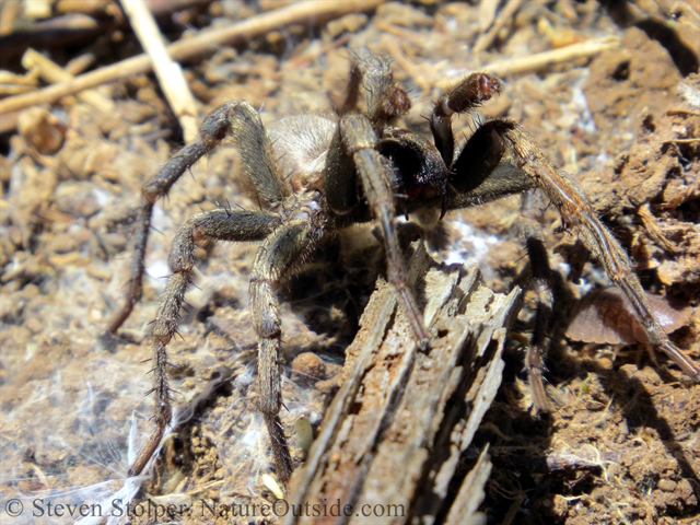 Calisoga spider