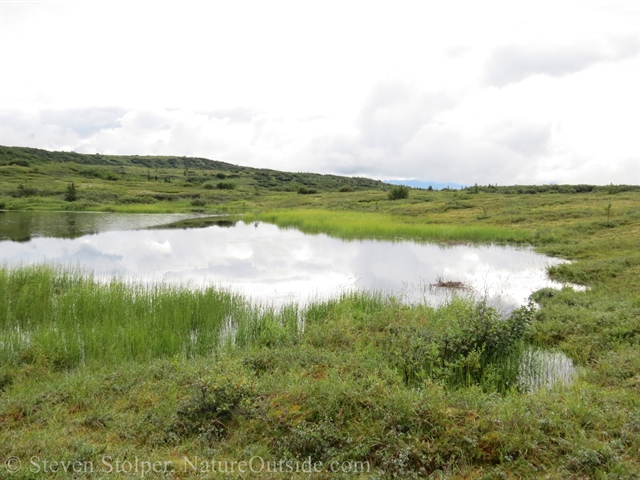 Tundra And Kettle Pond In Denali Poster