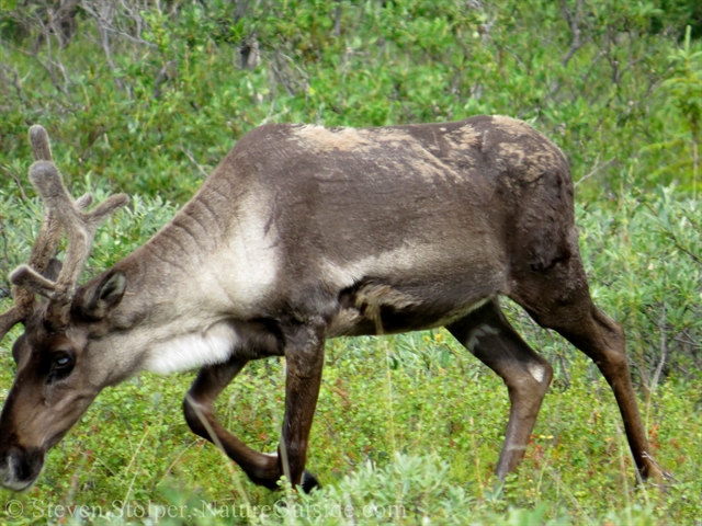 caribou