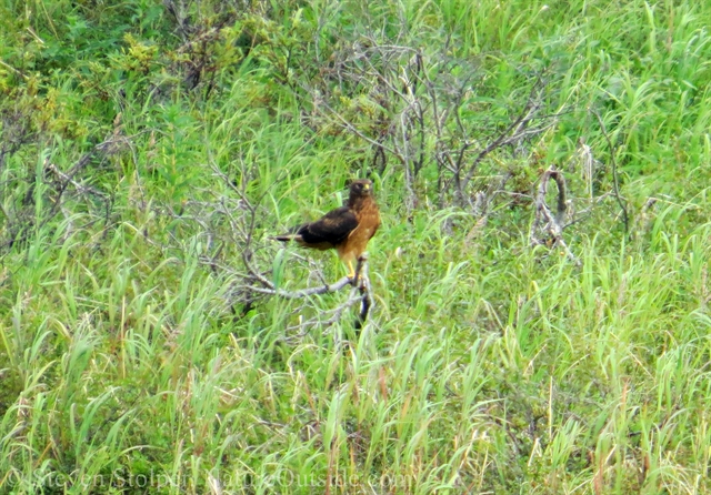 Northern harrier