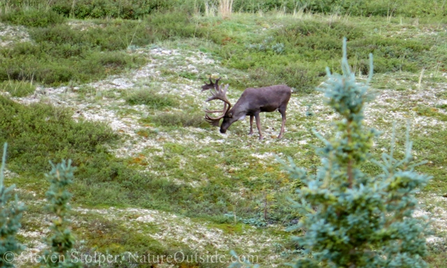 Male caribou