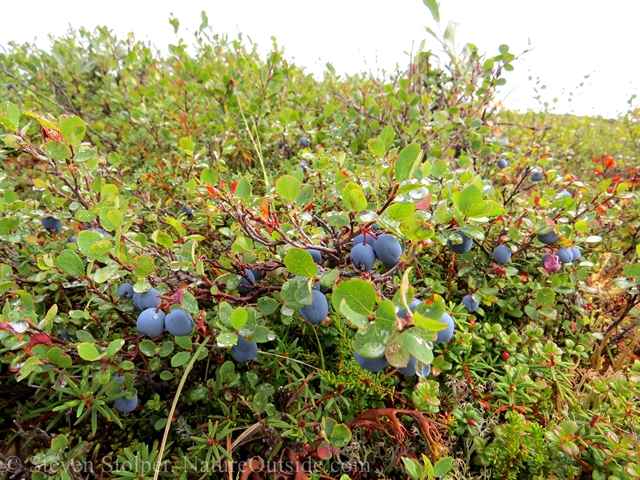 Blueberries are everywhere