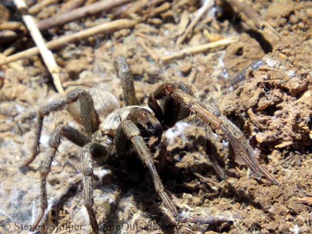 Calisoga spider