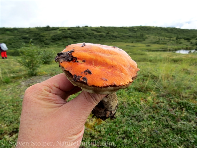 colorful mushroom