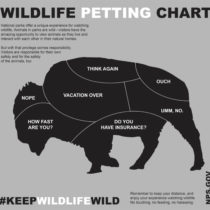wildlife petting chart