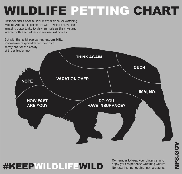 wildlife petting chart