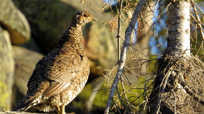 sooty grouse