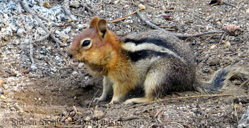 Golden-mantled Ground Squirrel