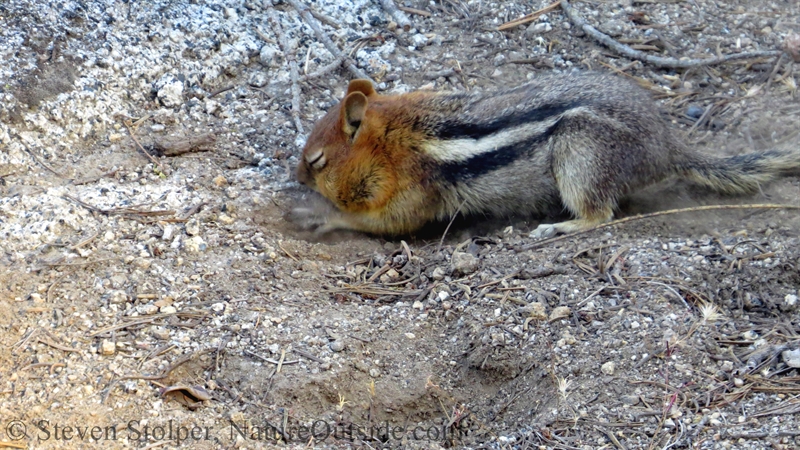 Golden-mantled Ground Squirrel