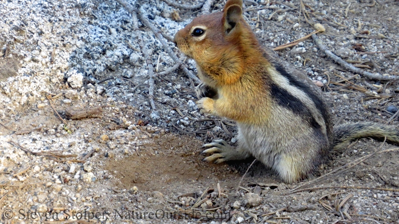 Golden-mantled Ground Squirrel