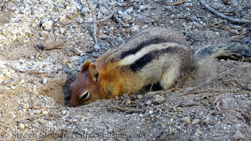 Golden-mantled Ground Squirrel