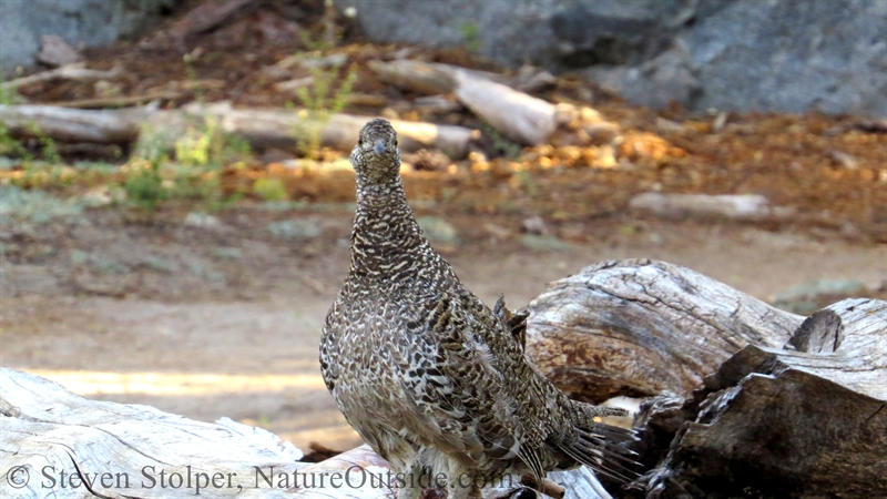 female Sooty grouse