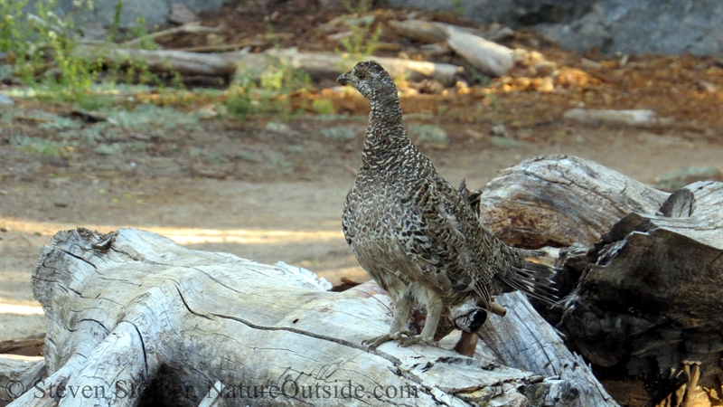 Sooty grouse