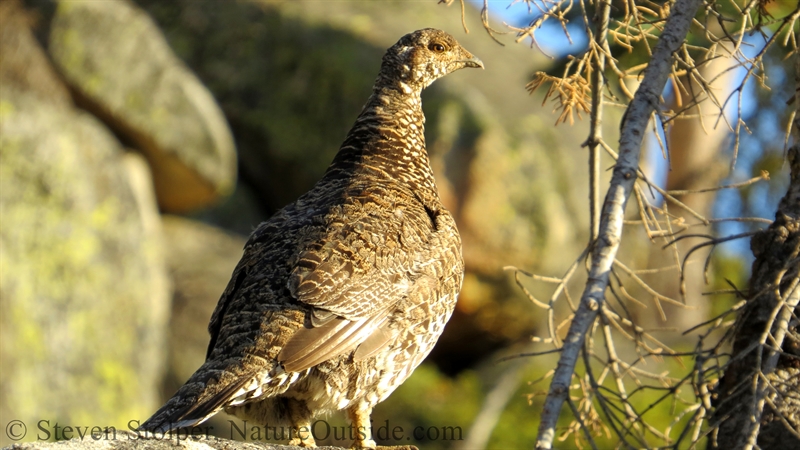 sooty grouse