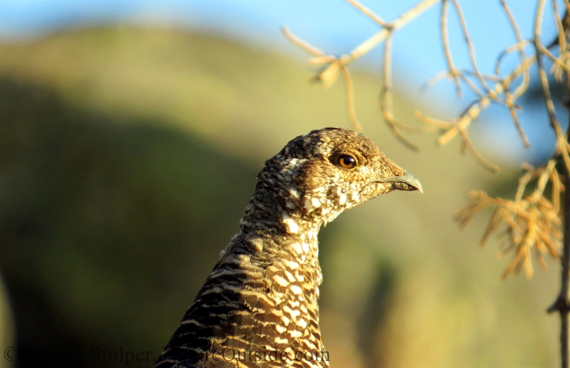 sooty grouse