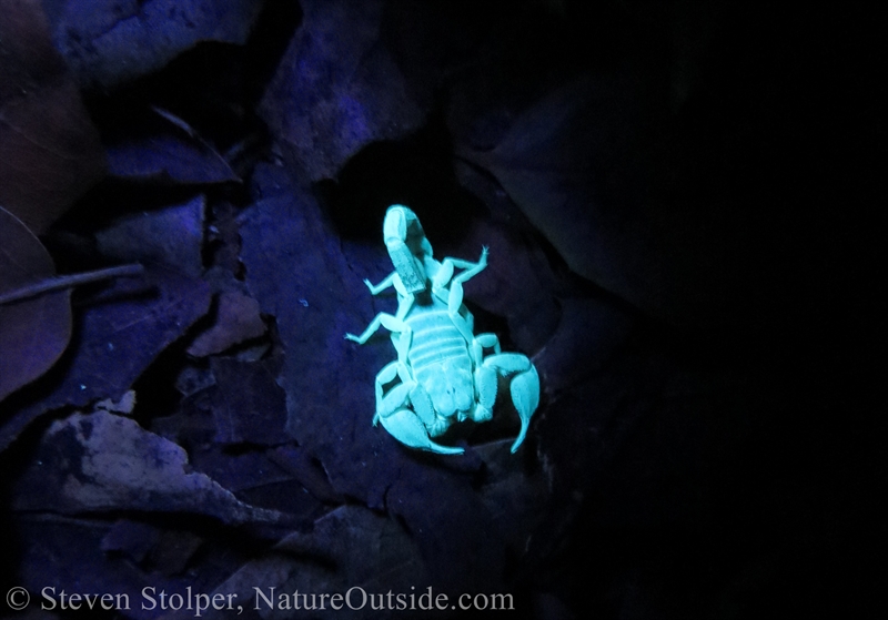 scorpion under UV light