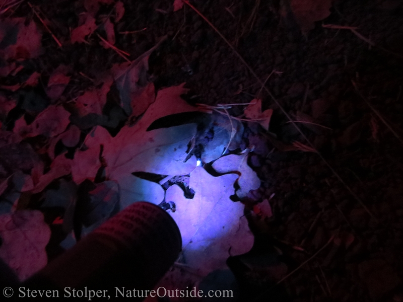 scorpion under UV light