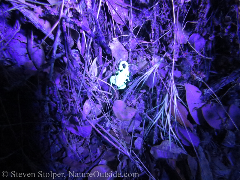 scorpion under UV light