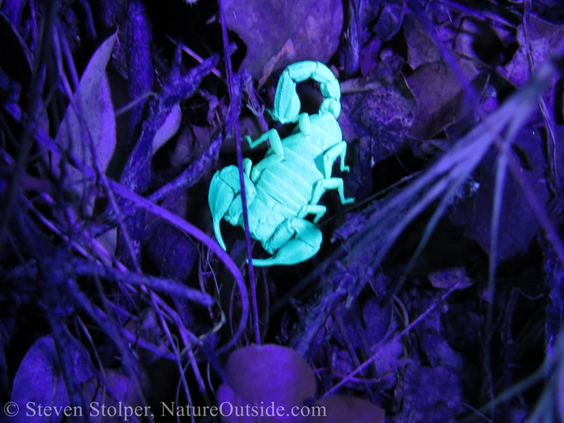 scorpion under UV light