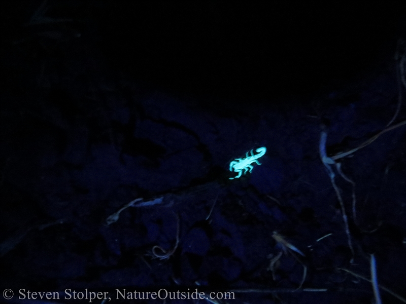 scorpion under UV light