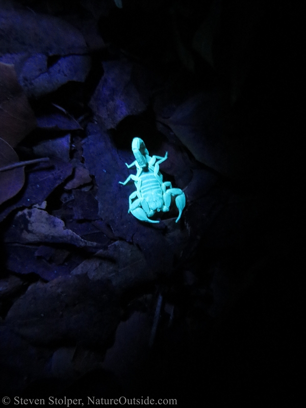 scorpion under UV light