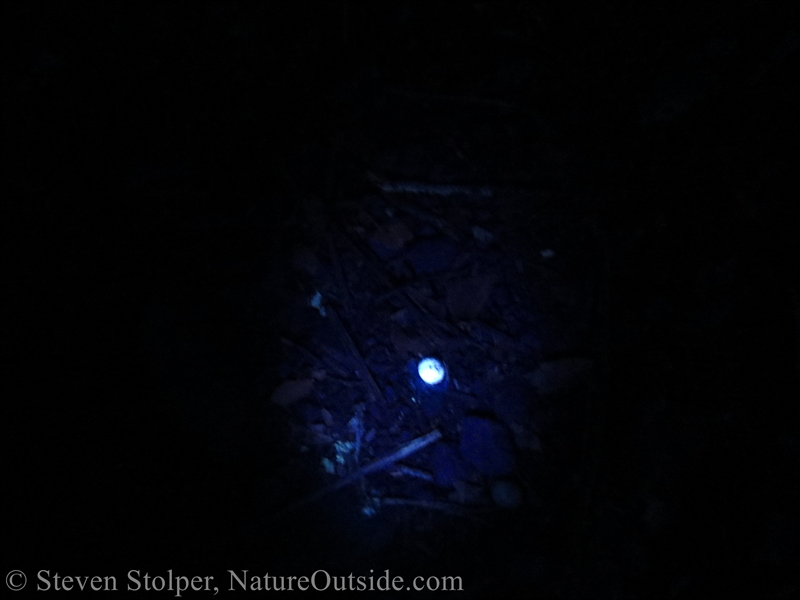 insect or spider egg under UV light