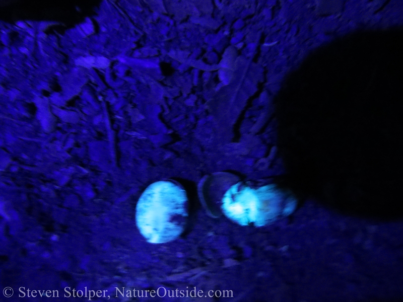 insect or spider eggs under UV light