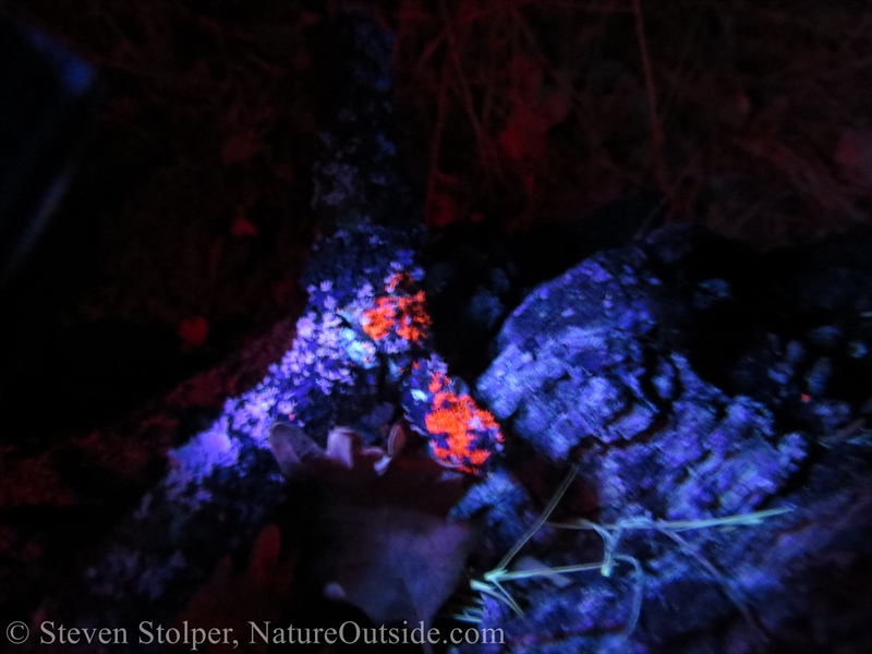 lichen under UV light