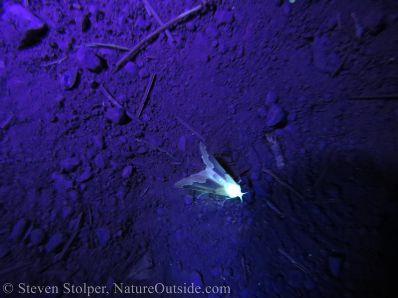 moth under UV light