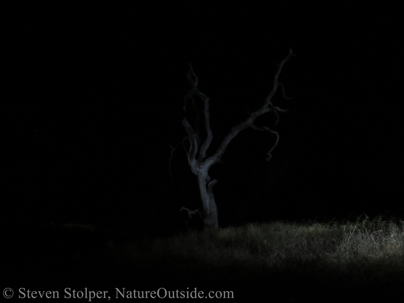 oak tree at night