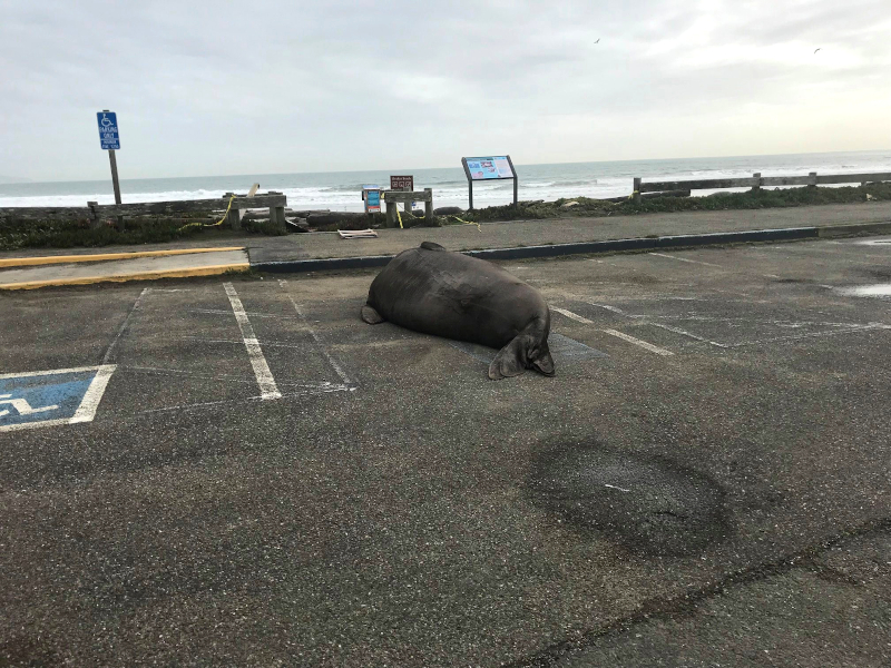 elephant seal in parking space