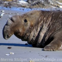 elephant seal on beach