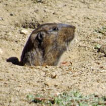 Botta’s Pocket Gopher sheltering in place