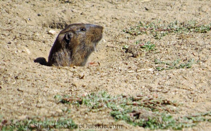 Botta’s Pocket Gopher sheltering in place