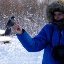 whiskey jack feeding from hiker's hand