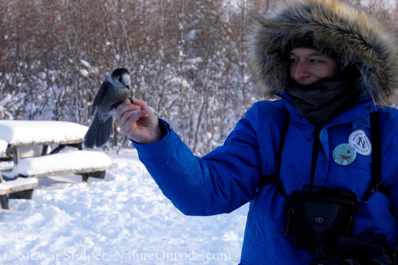 whiskey jack feeding from hiker's hand