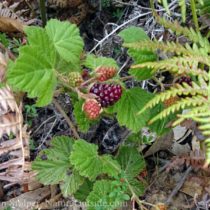 blackberries on ground