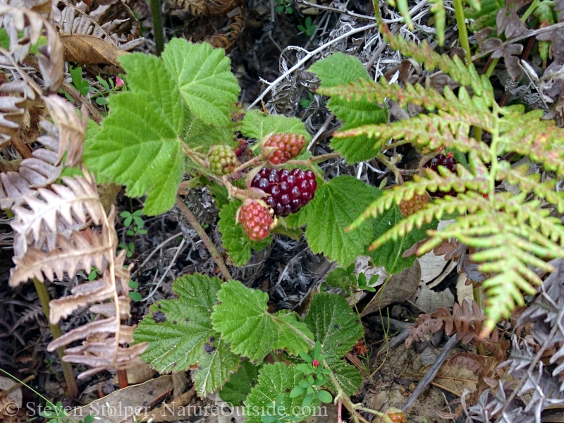 blackberries on ground